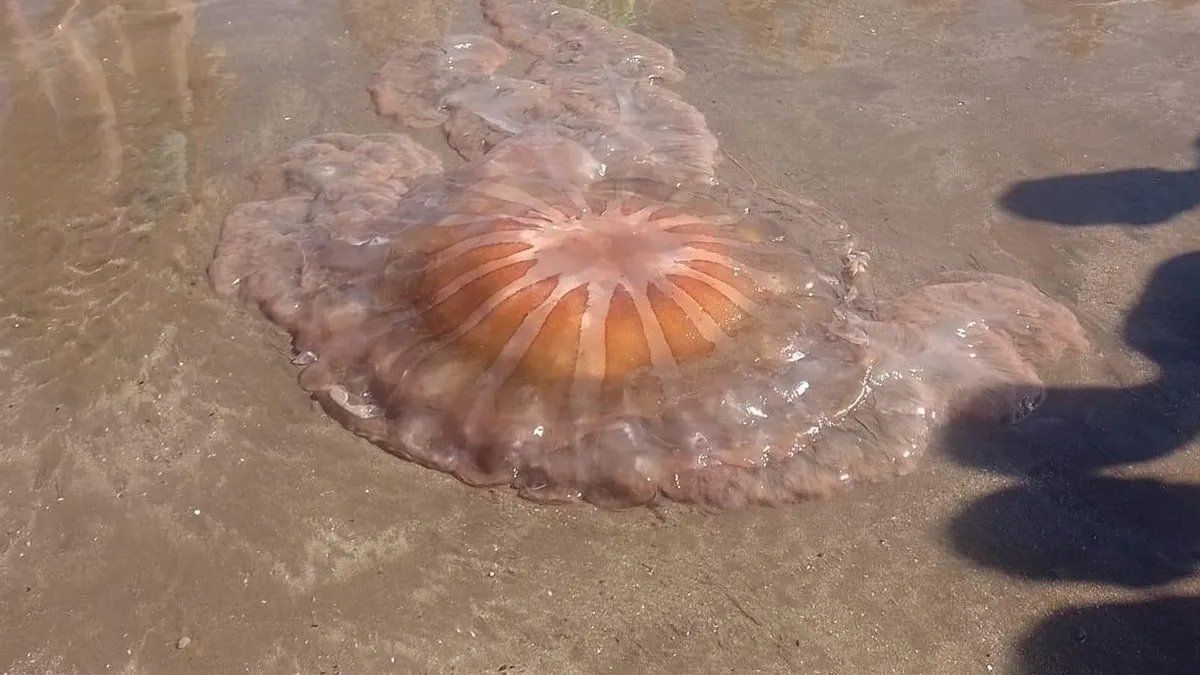 Mar del Plata: una sorprendente medusa gigante apareció en la playa
