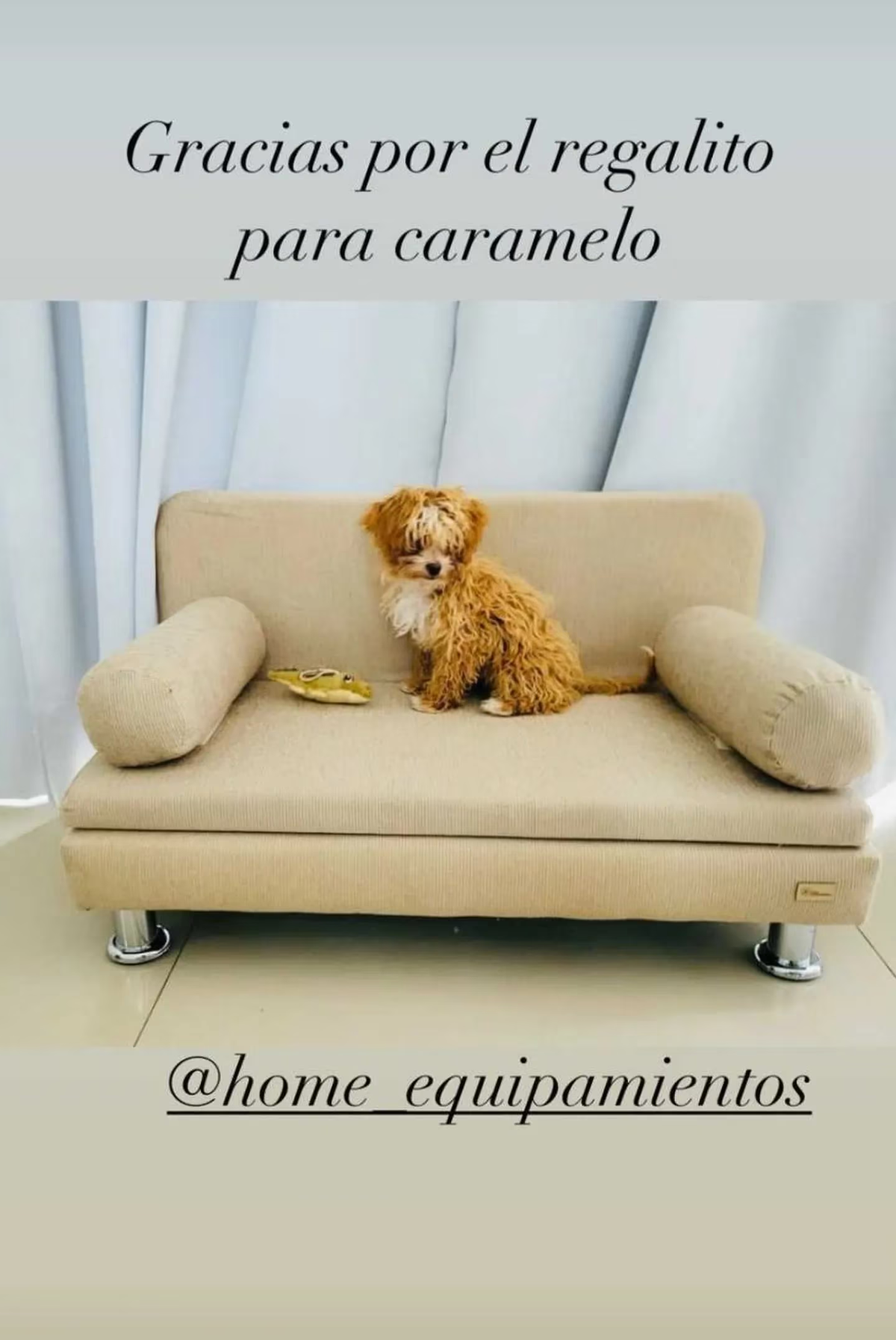 La mascota de Romina Uhrig descansa en sillón color beige de $22 mil.