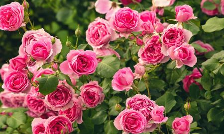 Pocos lo saben: cómo cuidar el rosal en otoño para que se mantenga saludable. Pocos lo saben: cómo cuidar el rosal en otoño para que se mantenga saludable.