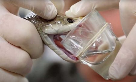 video: una serpiente australiana produce una dosis record de veneno video: una serpiente australiana produce una dosis record de veneno