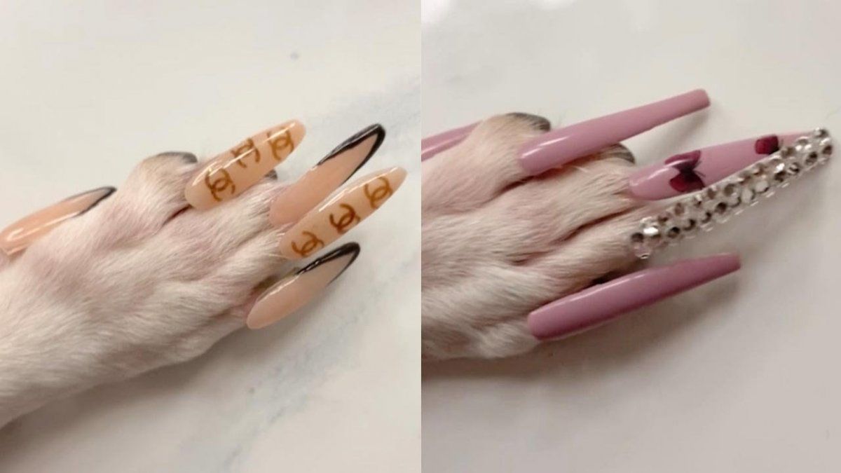 Una influencer le puso uñas postizas a su perro: ¿maltrato animal? 