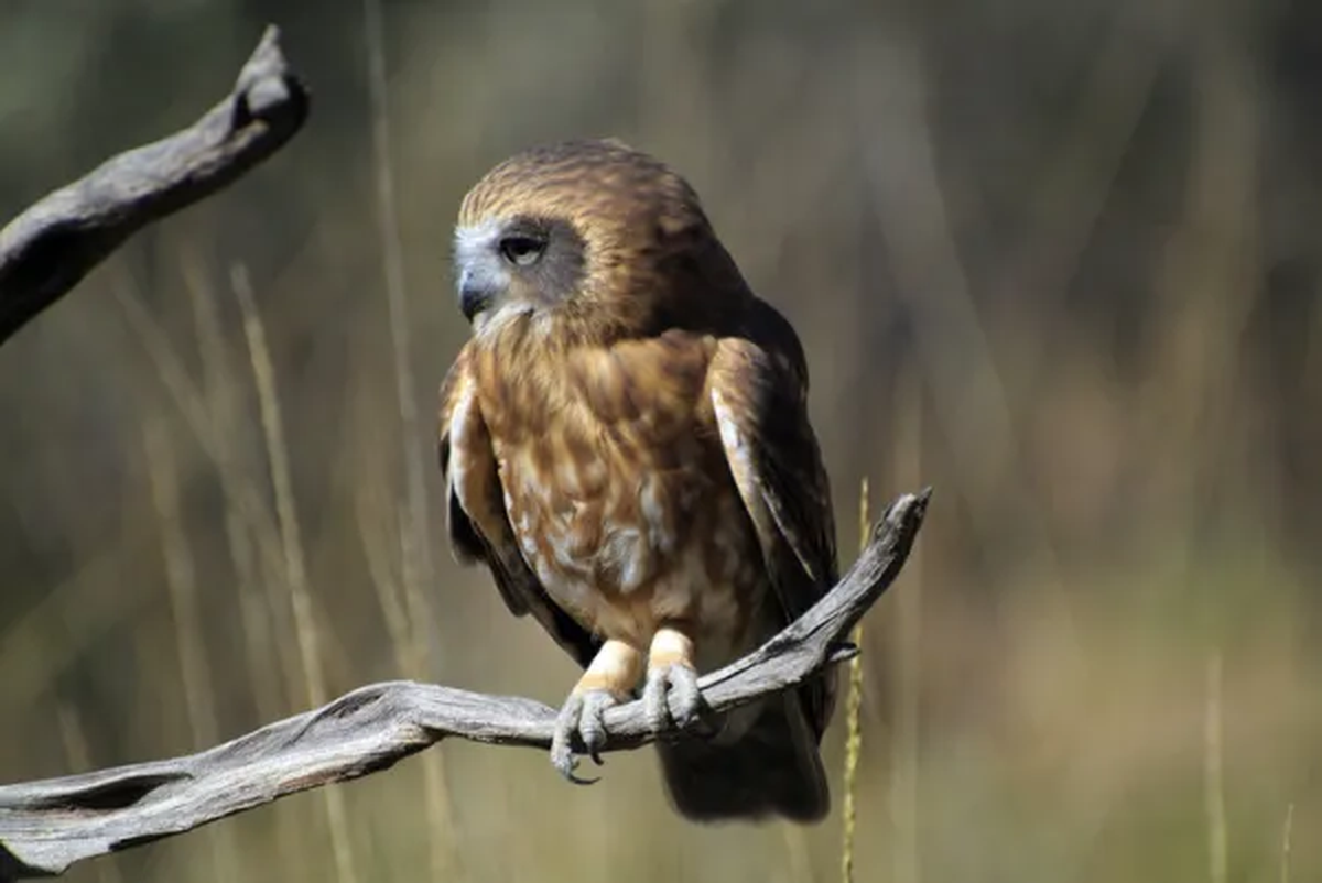 Lechuza maorí (Ninox novaeseelandiae).