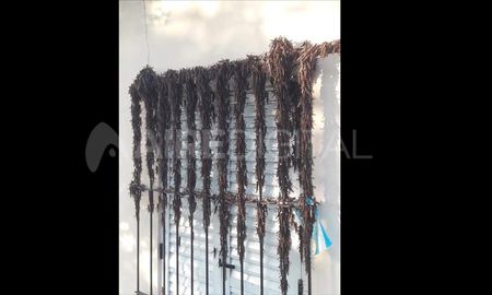 Las condiciones climáticas en Lanteri fueron óptimas para la instalación temporal de las langostas americanas. Las condiciones climáticas en Lanteri fueron óptimas para la instalación temporal de las langostas americanas.