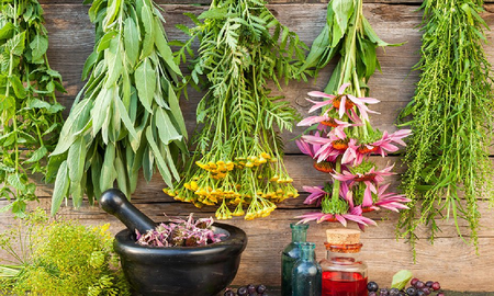 Plantas medicinales que no pueden faltar en un botiquín básico Plantas medicinales que no pueden faltar en un botiquín básico