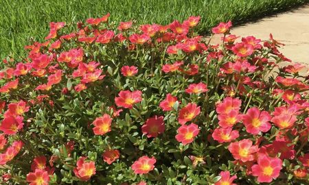 La portulaca soporta temperaturas extremas y florece incluso bajo sol directo durante todo el verano. La portulaca soporta temperaturas extremas y florece incluso bajo sol directo durante todo el verano.