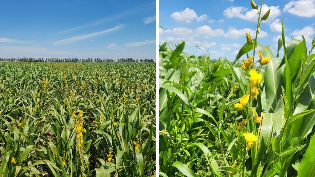 Las especies con flores permanentes le dan un aspecto no convencional para los lotes. Las especies con flores permanentes le dan un aspecto no convencional para los lotes.