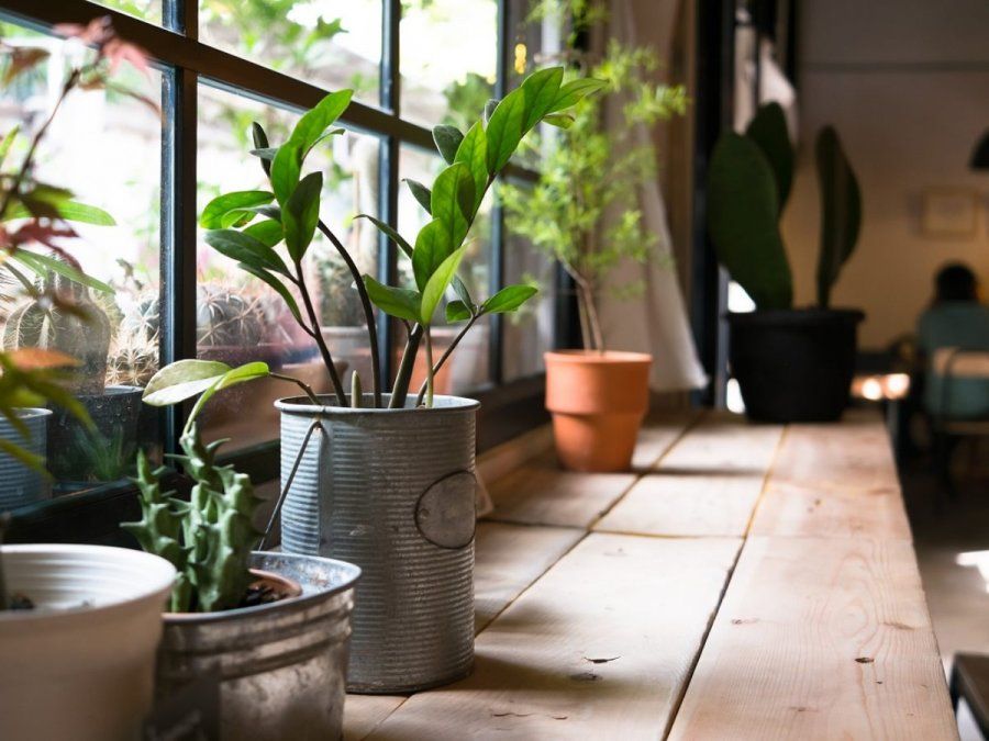 Múltiples usos y beneficios nos van a mejorar nuestra calidad de vida