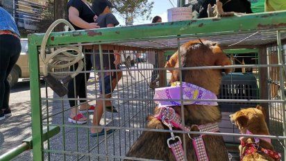 curso paquete cometer Polémica en San Javier por un proyecto que pretende aplicar eutanasia a  perros callejeros enfermos