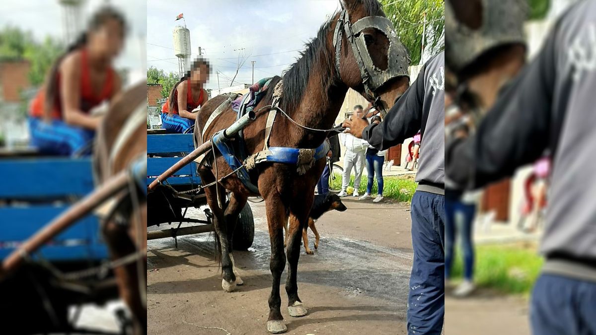 El equino en mal estado fue rescatado en Juan de Garay y Estrada.
