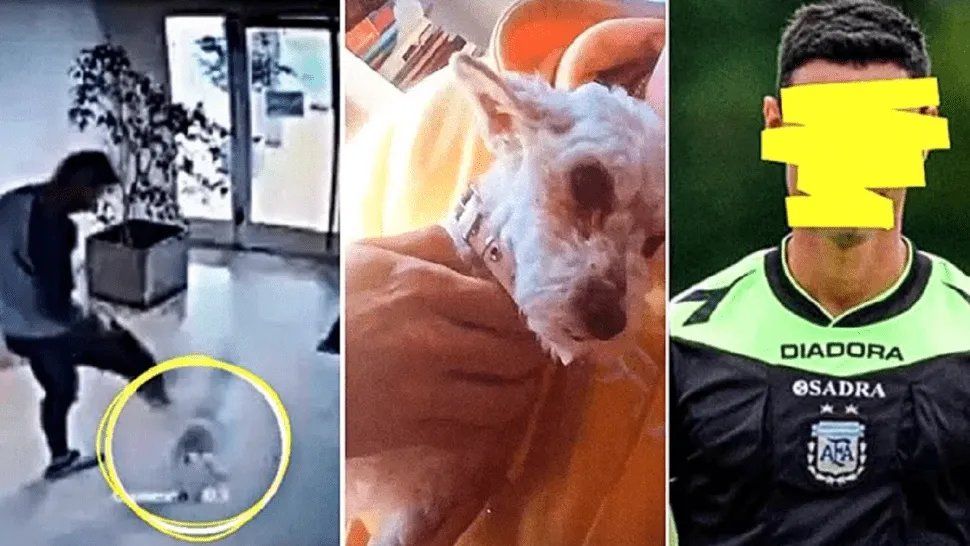 La perrita de 7 años acudió al veterinario. Será intervenida en las próximas horas por una grave lesión en su cadera. 