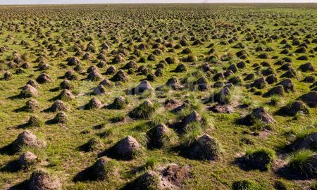 La cantidad de tacurús se pierden en la línea del horizonte.