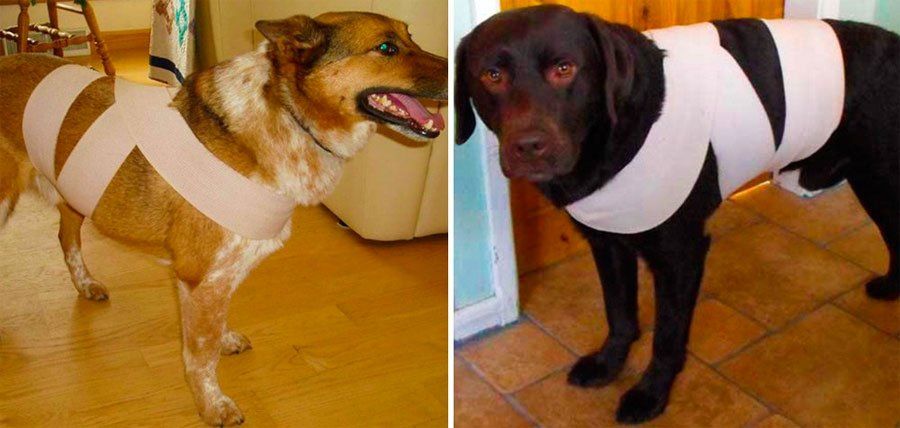 ¿Cómo proteger a nuestras mascotas de la pirotecnia?