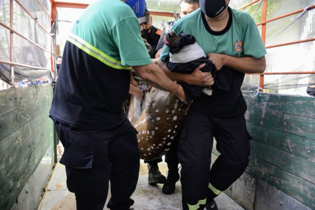 El animal sorprendió a toda la gente del barrio.