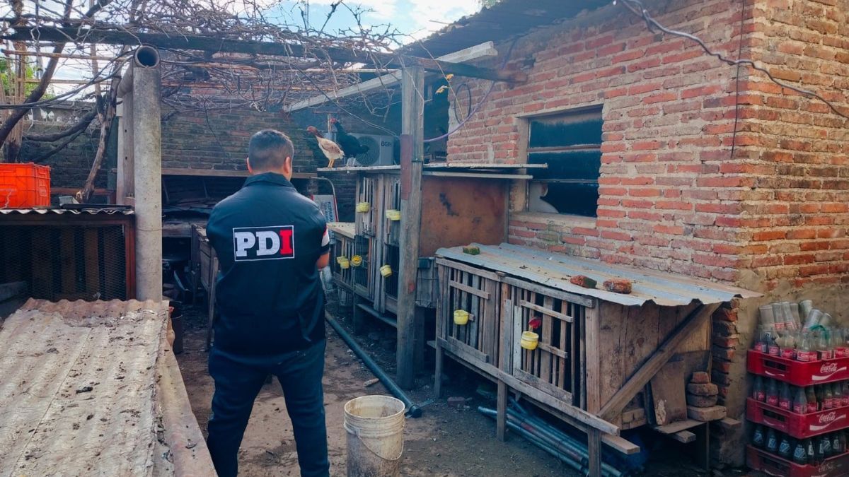 Durante la intervención policial también fueron encontrados 18 gallos de riña. Durante la intervención policial también fueron encontrados 18 gallos de riña.