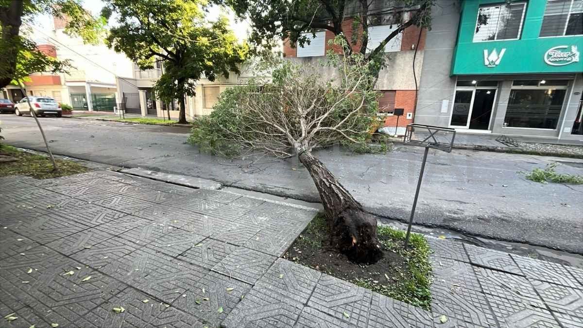 Las caídas de árboles aparecen con cada lluvia que hay en la ciudad.