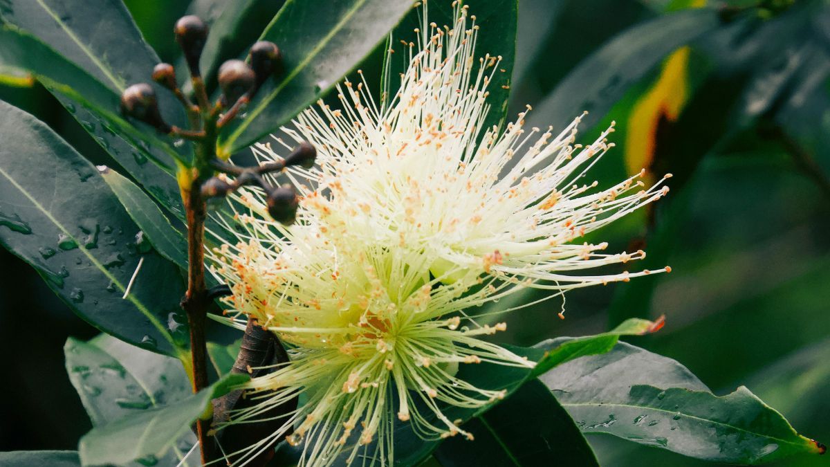 La planta perfecta para cultivar en casa que tiene mejor aroma que cualquier perfume (Foto: Pexels)