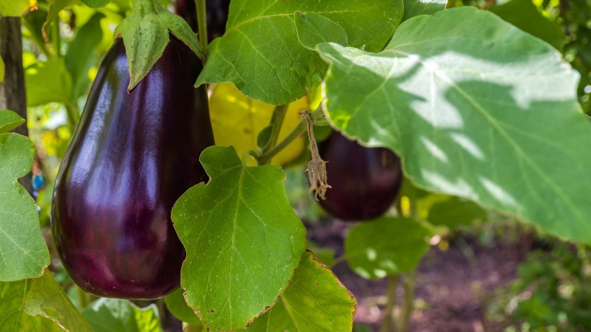 La berenjena se desarrolla mejor con mucho sol y entrega frutos firmes en pleno verano. La berenjena se desarrolla mejor con mucho sol y entrega frutos firmes en pleno verano.