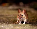 viral: libero un raton y el gesto desencadeno en un triste final viral: libero un raton y el gesto desencadeno en un triste final