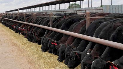 El negocio de la carne en sistemas lecheros: una oportunidad en crecimiento