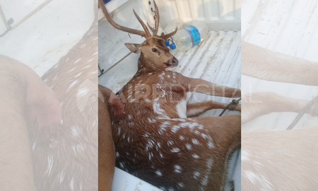 El animal fue rescatado por Prefectura en aguas del río Paraná El animal fue rescatado por Prefectura en aguas del río Paraná