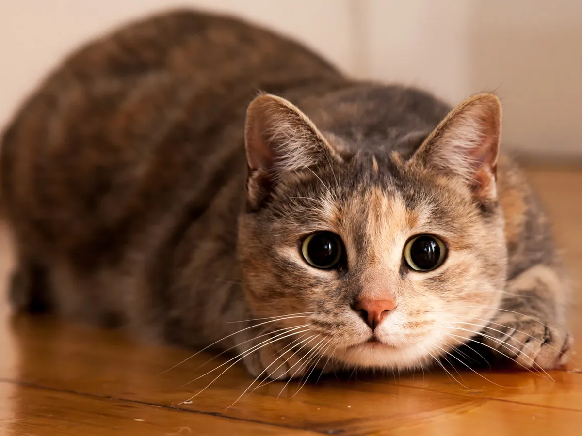 "Su madre le acababa de llamar para decirle que su gato se estaba muriendo y que se fuera directamente a la veterinaria", cont&oacute; el usuario de Reddit.