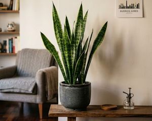 Esta planta se volvió famosa por su resistencia extrema y por lo fácil que resulta cuidarla. Esta planta se volvió famosa por su resistencia extrema y por lo fácil que resulta cuidarla.