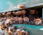 viral: la tremenda invasion de abejas en el techo de una casa viral: la tremenda invasion de abejas en el techo de una casa