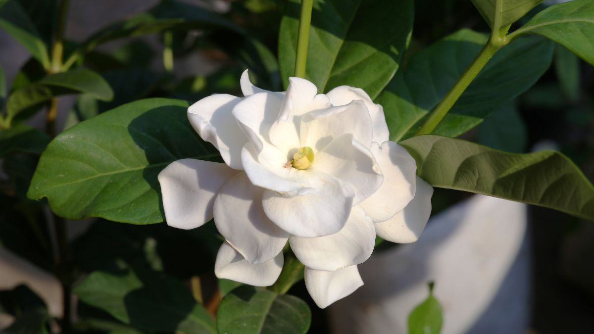 El aporte de hierro y el riego con agua sin cloro evitan que las hojas de la planta se vuelvan amarillas y las ramas se sequen.