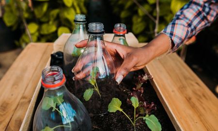Armá tu propia huerta casera usando botellas de plástico. Armá tu propia huerta casera usando botellas de plástico.