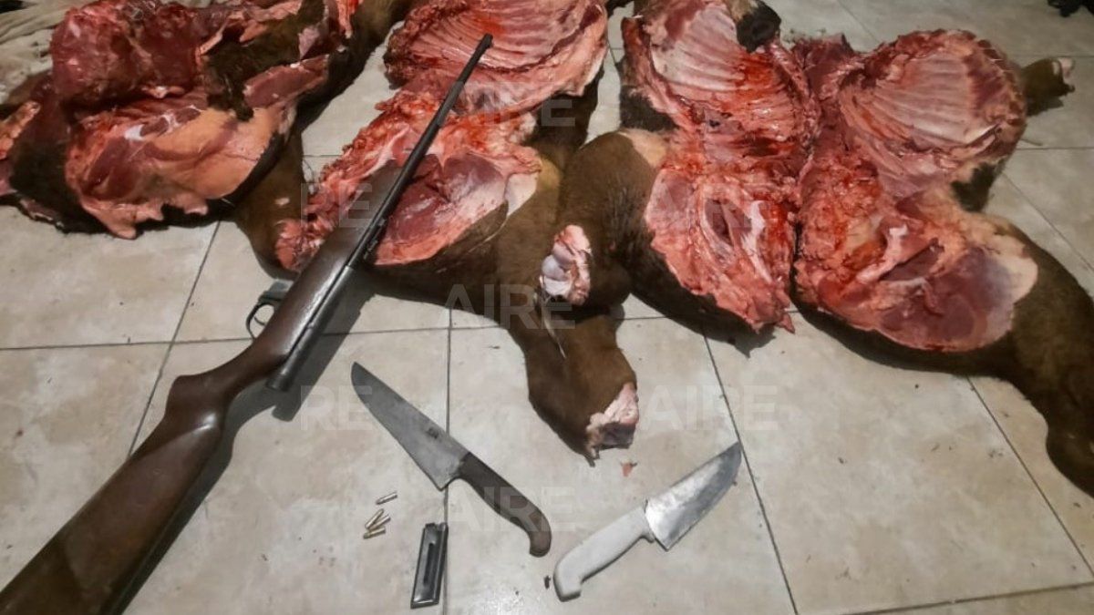 Los imputados mataron a los animales e intantaron apoderarse de más de 350 kilos de carne vacuna.