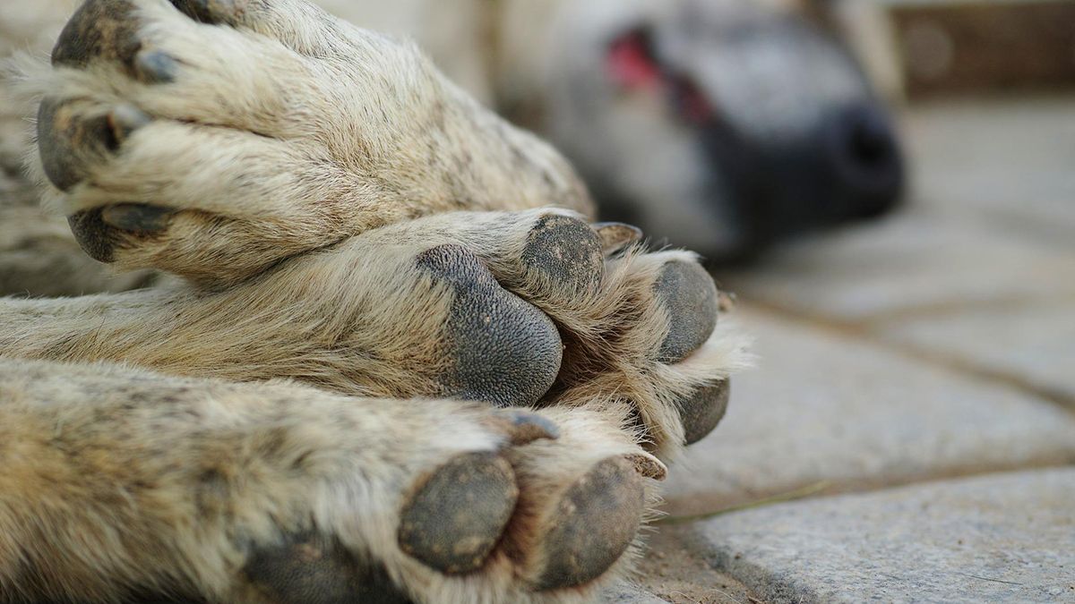 Un cachorro de un a&ntilde;o muri&oacute; al instante