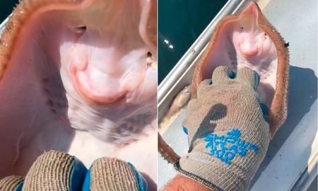 Video viral genera polémica en las redes sociales luego de mostrar una mantarraya riendo: ¿la están asfixiando? Video viral genera polémica en las redes sociales luego de mostrar una mantarraya riendo: ¿la están asfixiando?