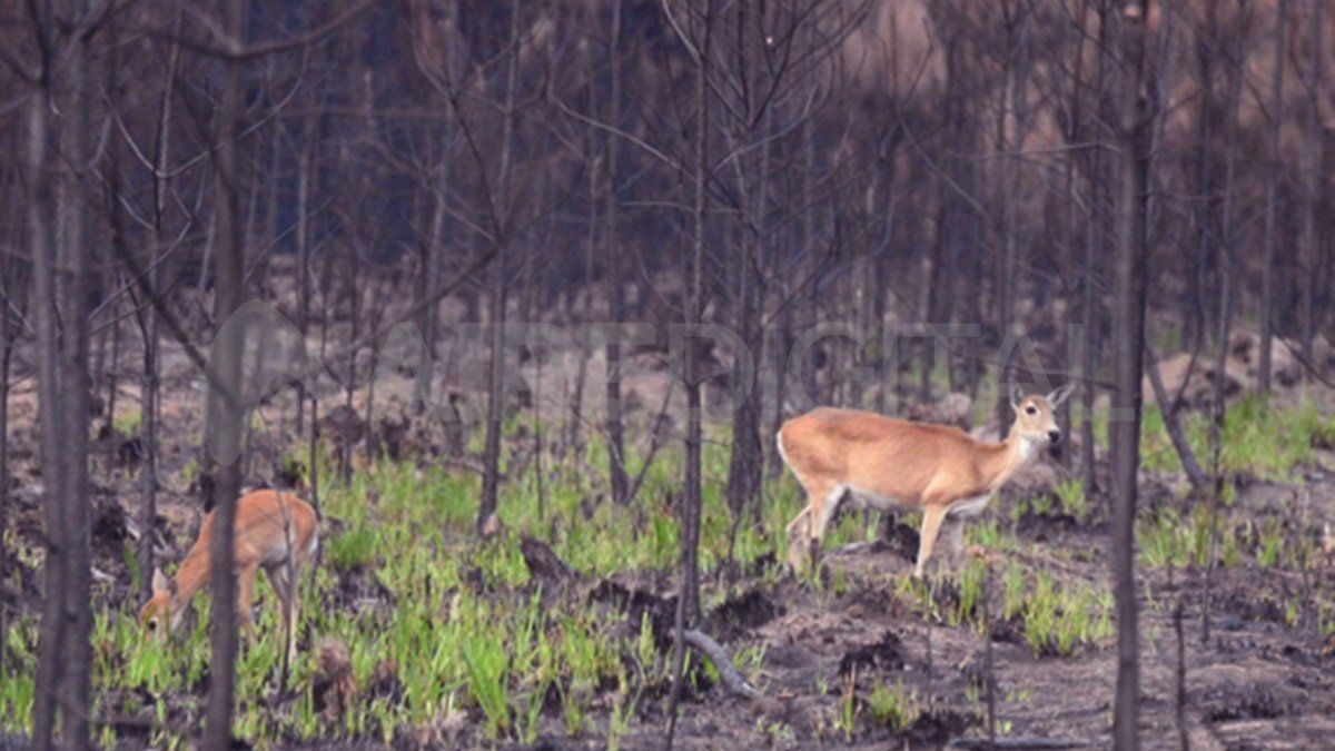 Venados de las pampas, especie de ciervo en peligro de extinción.