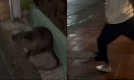 Juan Bautista Bravo e Imanol Santerre quedaron en el centro de la polémica tras la viralización del video que muestra la agresión fatal contra un coipo en Bahía Blanca. Juan Bautista Bravo e Imanol Santerre quedaron en el centro de la polémica tras la viralización del video que muestra la agresión fatal contra un coipo en Bahía Blanca.