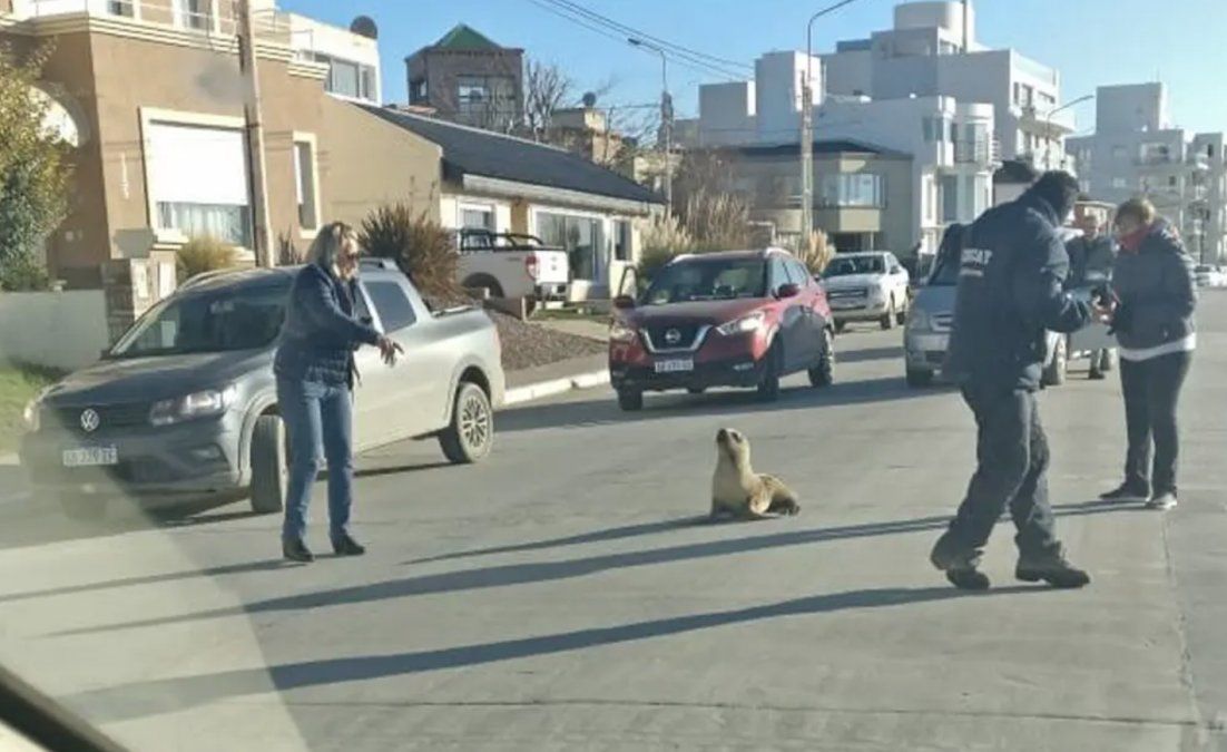 Lobos marinos de visita en el centro de Puerto Madryn.