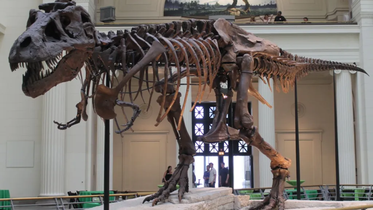 Las extremidades cortas permitían al Tiranosaurio mantener su centro de gravedad optimizado, facilitando giros rápidos durante la persecución de presas en el Cretácico. Las extremidades cortas permitían al Tiranosaurio mantener su centro de gravedad optimizado, facilitando giros rápidos durante la persecución de presas en el Cretácico.