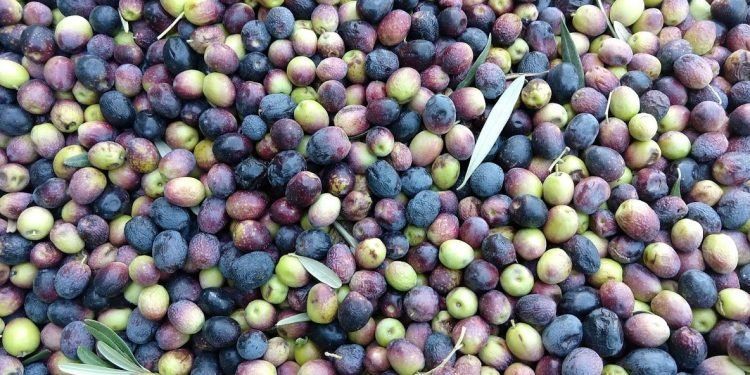 cropped aceitunas 1 750x375.jpg