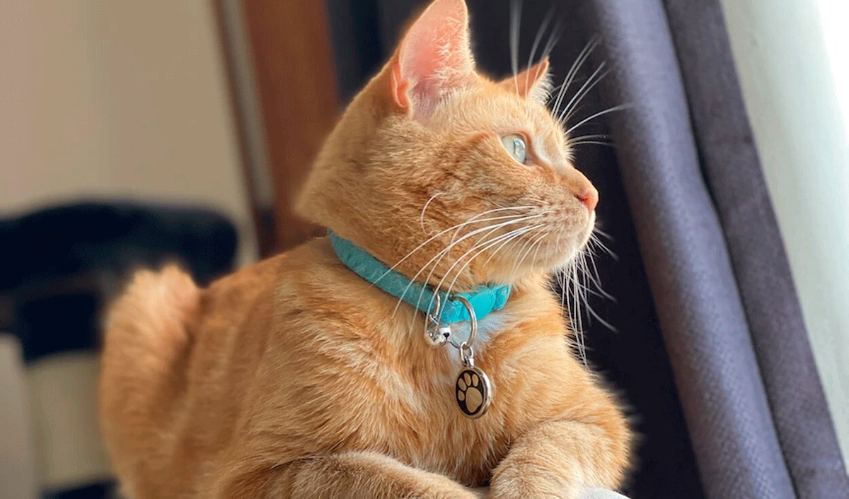 Viral: la historia del gato ladrón de juguetes que se convirtió en celebridad