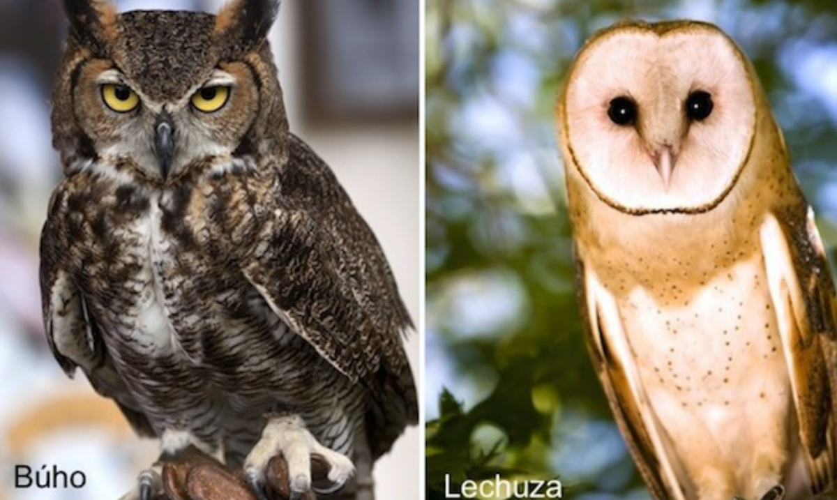 El búho y la lechuza son muy parecidos y en algunos casos difíciles de distinguir las personas.