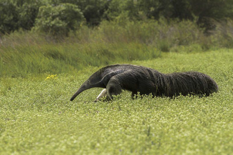 Oso hormiguero gigante, regreso al monte correntino