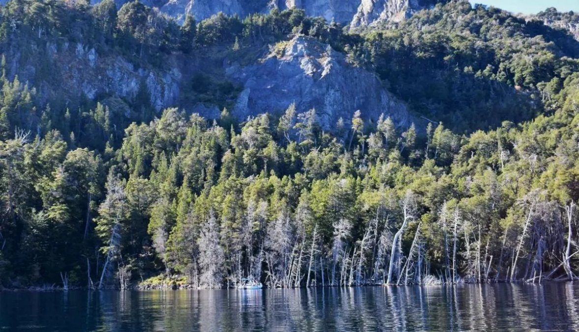 La historia del emblemático bosque bajo el agua en Villa Traful