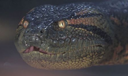 La anaconda es una especie de serpiente constrictora de la familia de las boas. Se hallan en los ríos del trópico de Sudamérica. La más grande puede medir más de 7 metros. La anaconda es una especie de serpiente constrictora de la familia de las boas. Se hallan en los ríos del trópico de Sudamérica. La más grande puede medir más de 7 metros.