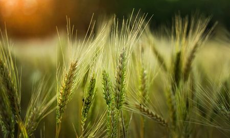 El rinde promedio es de 2.600 kilogramos por hectárea. El rinde promedio es de 2.600 kilogramos por hectárea.