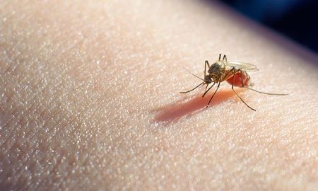 dengue en santa fe: la ministra de salud aseguro que se esta controlando la situacion dengue en santa fe: la ministra de salud aseguro que se esta controlando la situacion