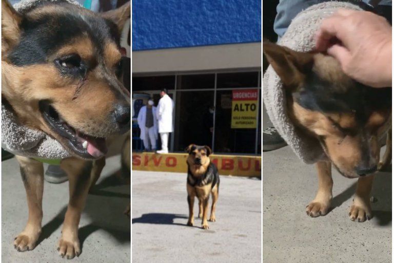 Covito no pudo evitar las lágrimas cuando se iba de México para buscar un nuevo hogar en Texas, donde la asociación asegura encontrará a una familia que lo quiera tanto como él a su dueño fallecido Foto: Captura de pantalla