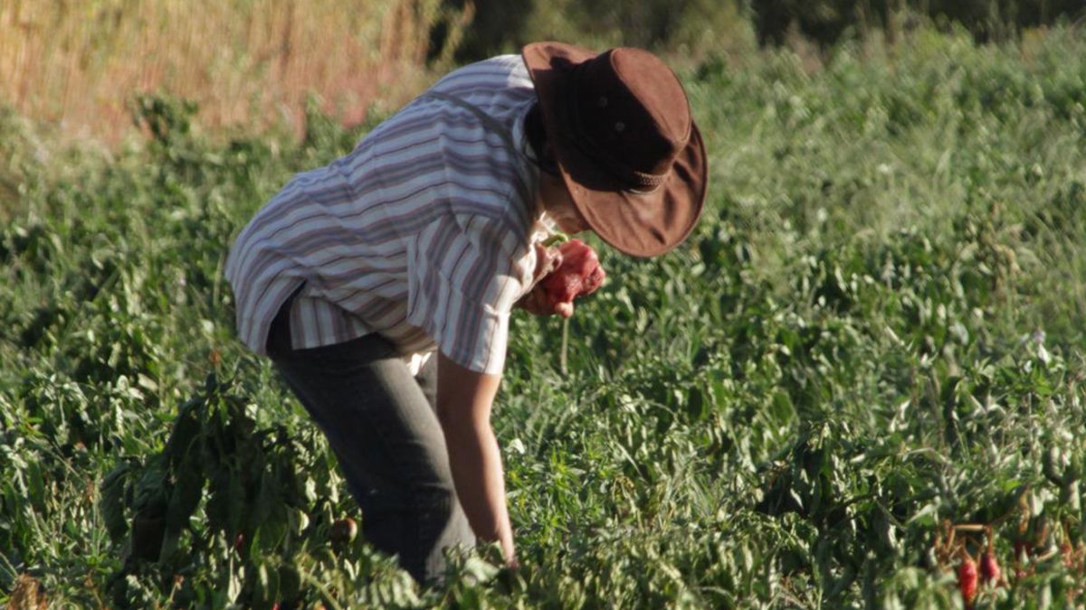 La agroecología es una disciplina que propone la producción de alimentos sin agroquímicos ni semillas transgénicas.