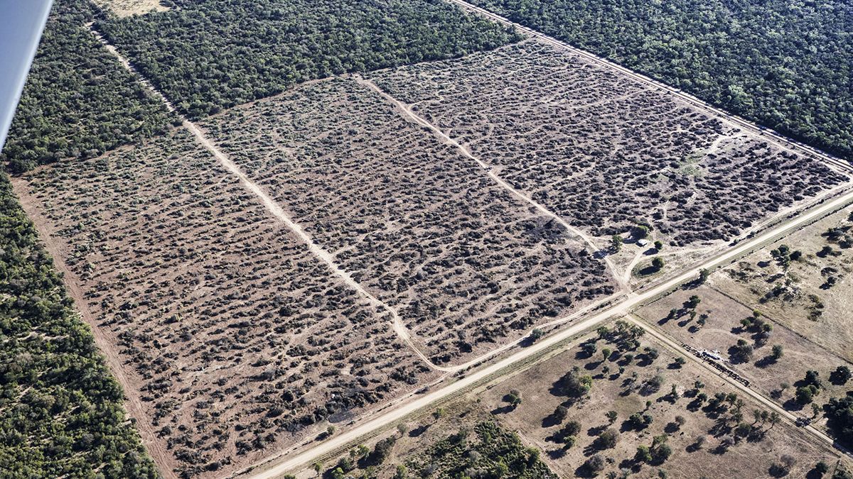Deforestación: una de las preocupaciones que planteó el Papa Francisco en la encíclica Laudato Si y, más recientemente, en sus redes sociales.