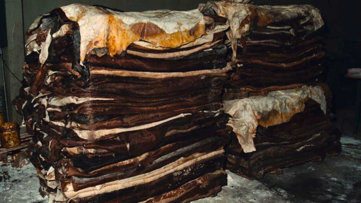En los &uacute;ltimos d&iacute;as de 2024, desde la C&aacute;mara de Frigor&iacute;ficos de Santa Fe (Cafrisa) volvieron a denunciar que las curtiembres dejaron de retirar los cueros frescos.&nbsp;