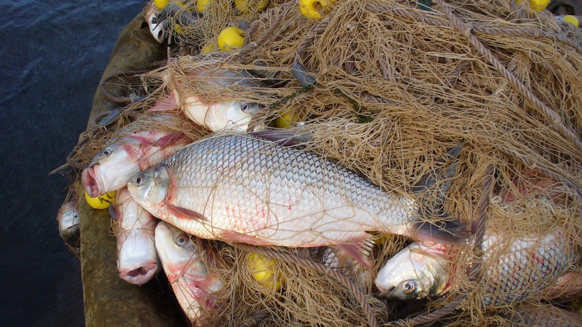 Un informe oficial advierte que durante los nueve meses de bajante extrema en el río Paraná casi no hubo reproducción de las especies ictícolas.
