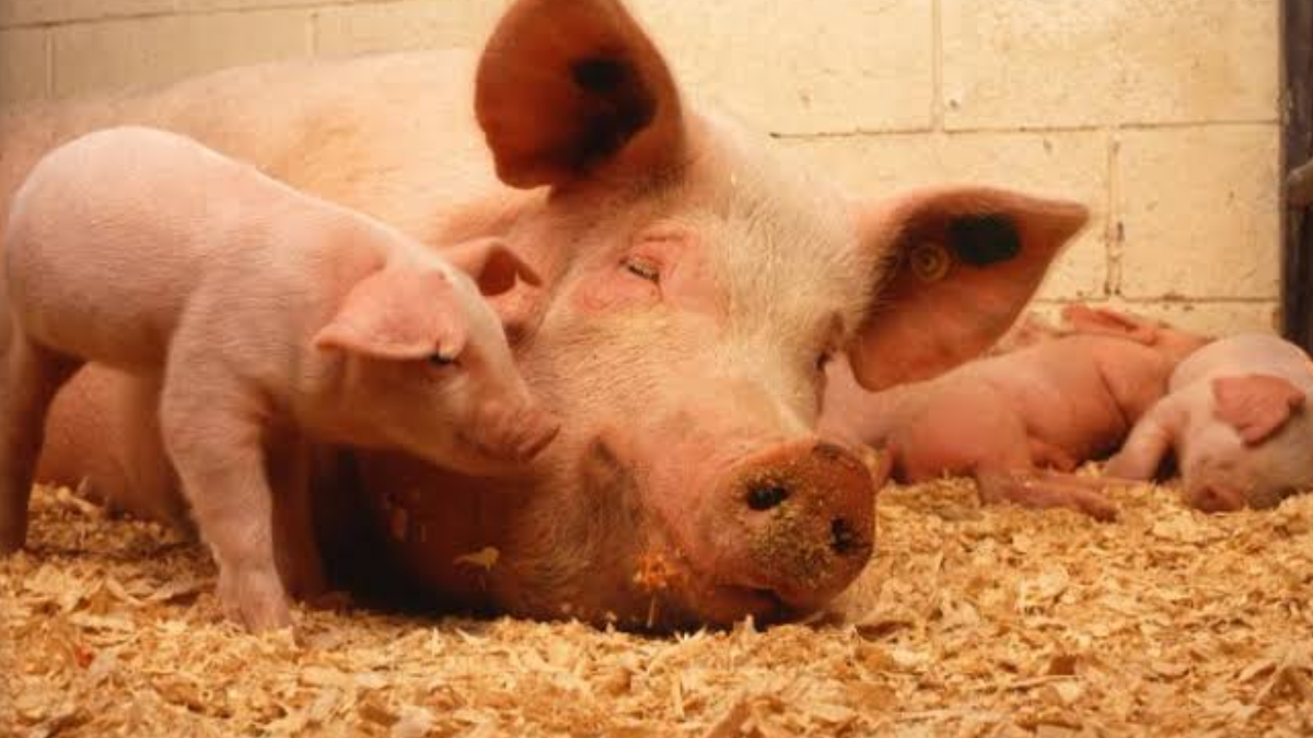 Las condiciones de aislamiento en laboratorios científicos ponen a prueba la capacidad cognitiva y el bienestar de los animales sujetos a investigación. Las condiciones de aislamiento en laboratorios científicos ponen a prueba la capacidad cognitiva y el bienestar de los animales sujetos a investigación.